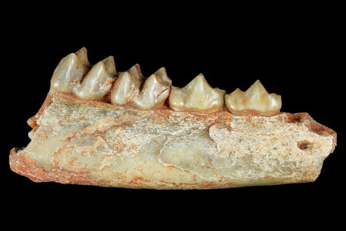 Eocene Ruminant (Lophiomeryx) Jaw Section - Quercy, France #181286